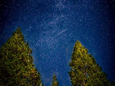 Shooting Star through trees at night